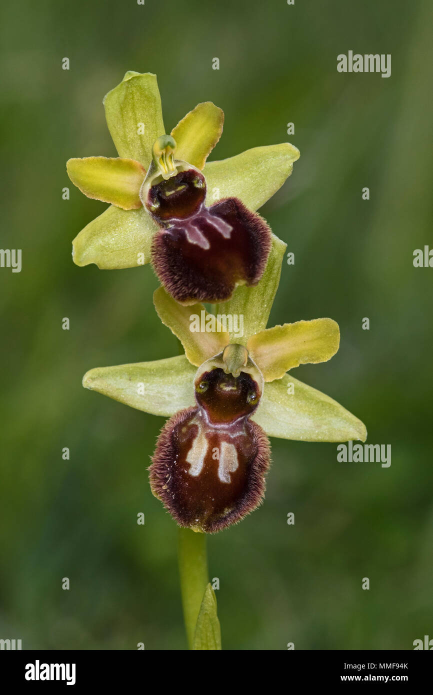 Fiori di inizio Spider Orchid (Ophrys sphegodes), Dorset, Inghilterra Foto Stock