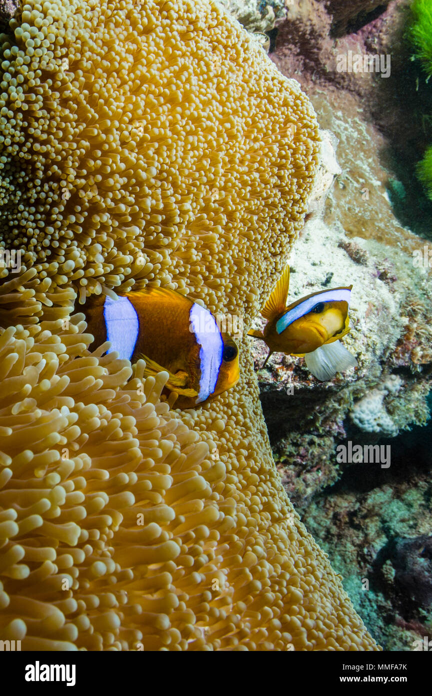Una coppia di arancio-alettato di pesce di anemone per difendere il loro anemone. Foto Stock