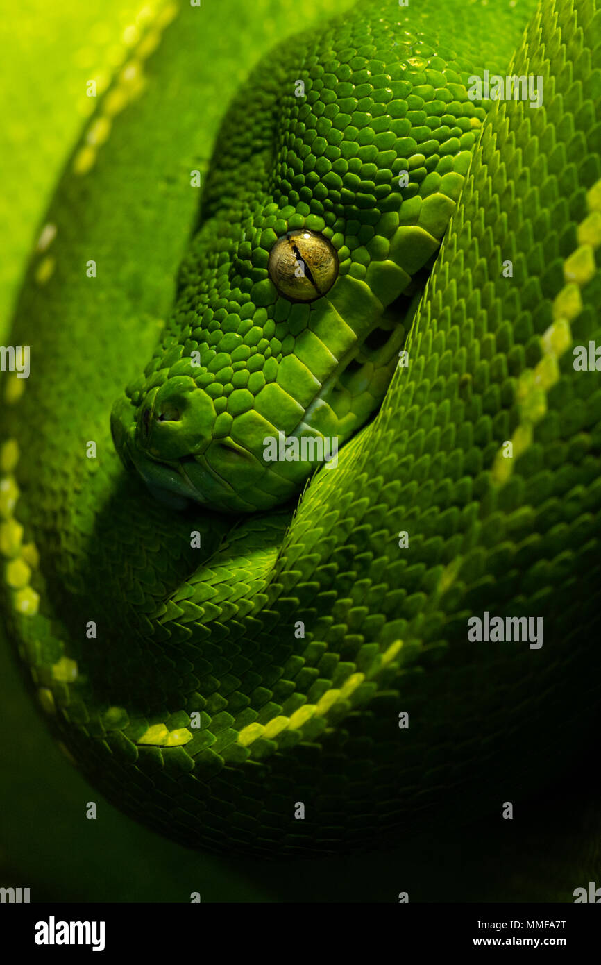 Il golden eye, bobine di smeraldo e scale di un albero verde Python appesi in una sella su un ramo. Foto Stock