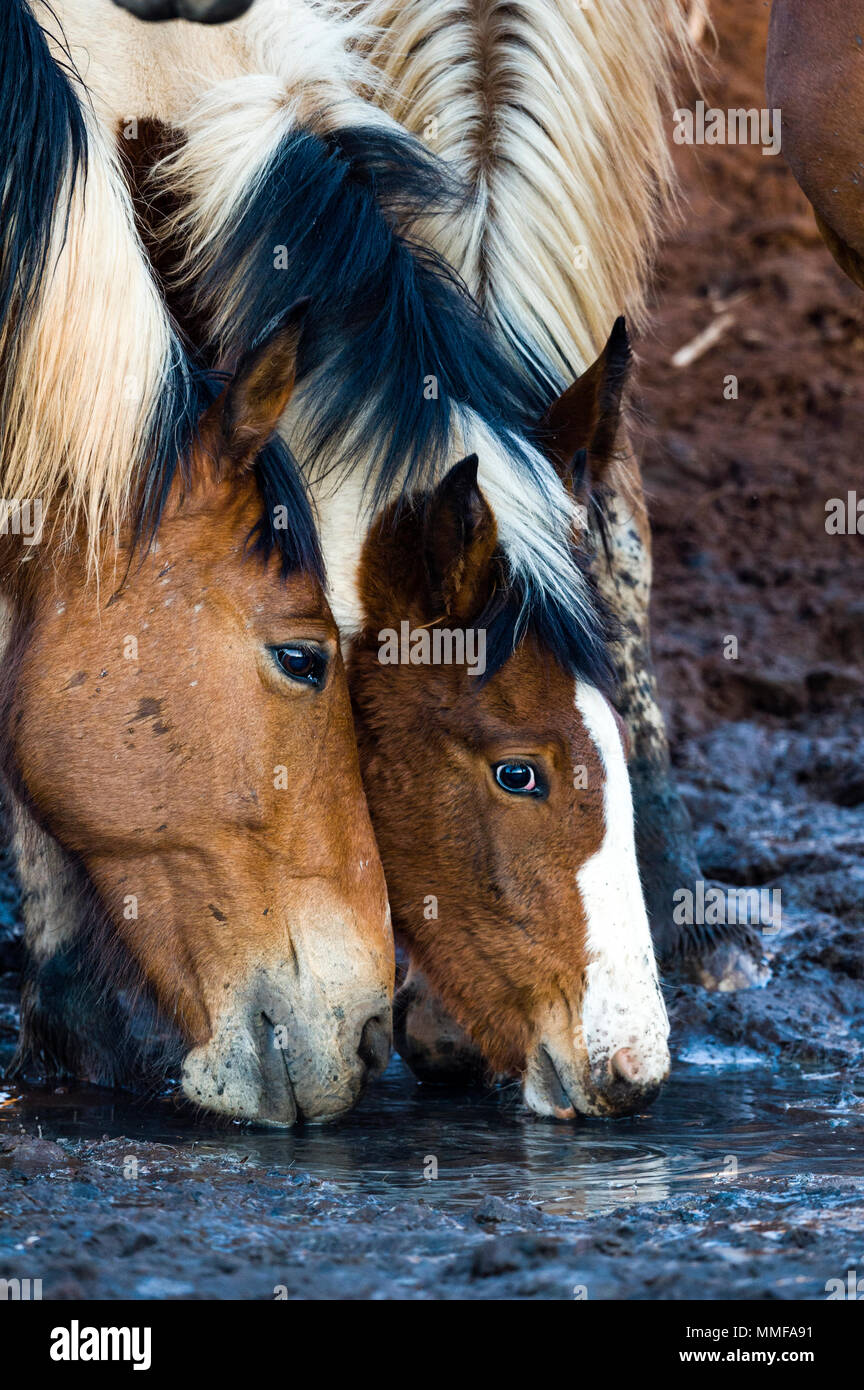 Cavalli selvaggi noto come Brumby's bere da un declino deserto waterhole nell'outback. Foto Stock
