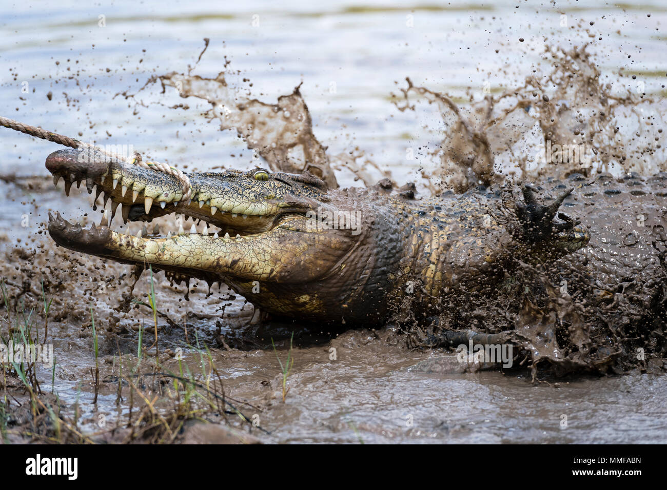 Un coccodrillo di acqua salata con denti grandi e ganasce combattendo una fune di vincolo è catturato dai cacciatori. Foto Stock