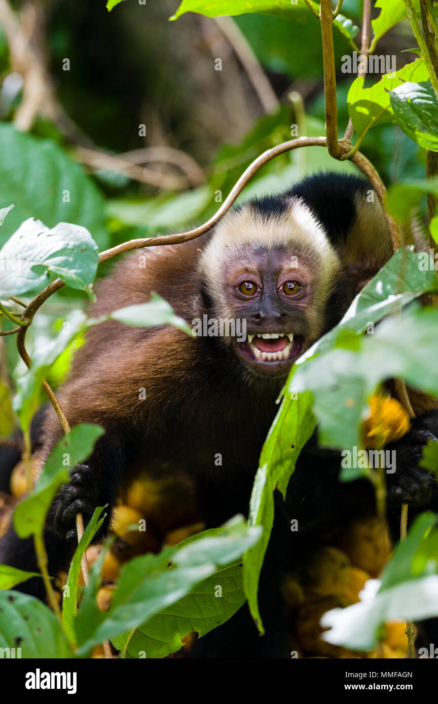 Porta i suoi denti in un display territoriale un cappuccino marrone guarda minacciosamente nella foresta pluviale Foto Stock