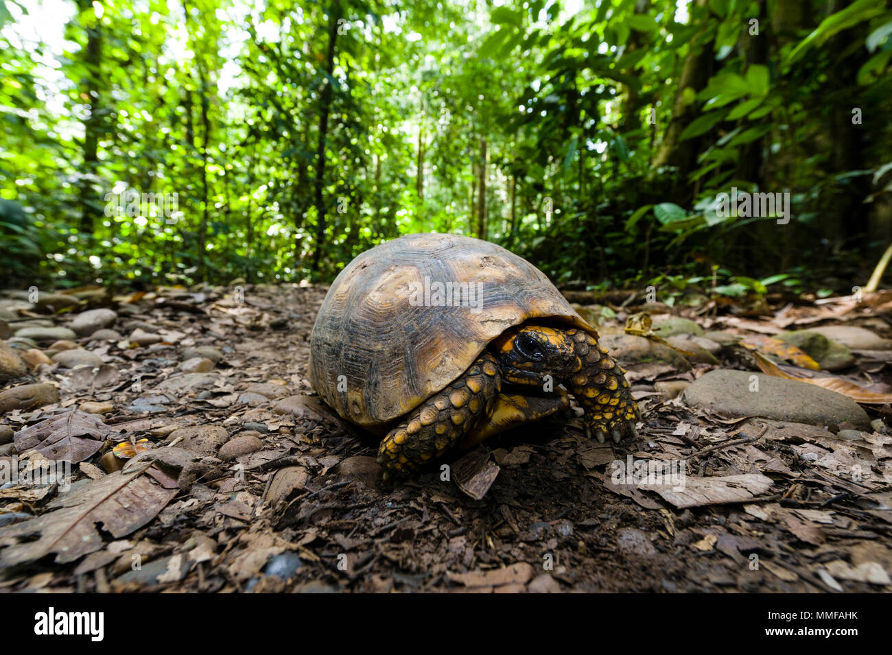 Un vulnerabile giallo-footed tartaruga camminando sul suolo della foresta pluviale. Foto Stock
