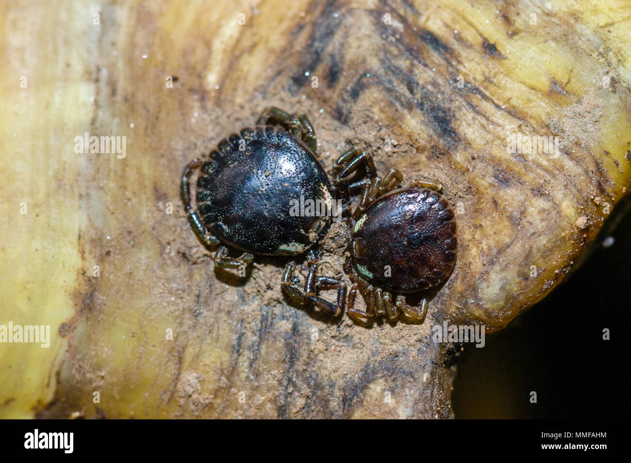 Una coppia di Lone Star Tick attaccata e alimentando il sangue dal plastron di un giallo vulnerabili-footed tartaruga. Foto Stock