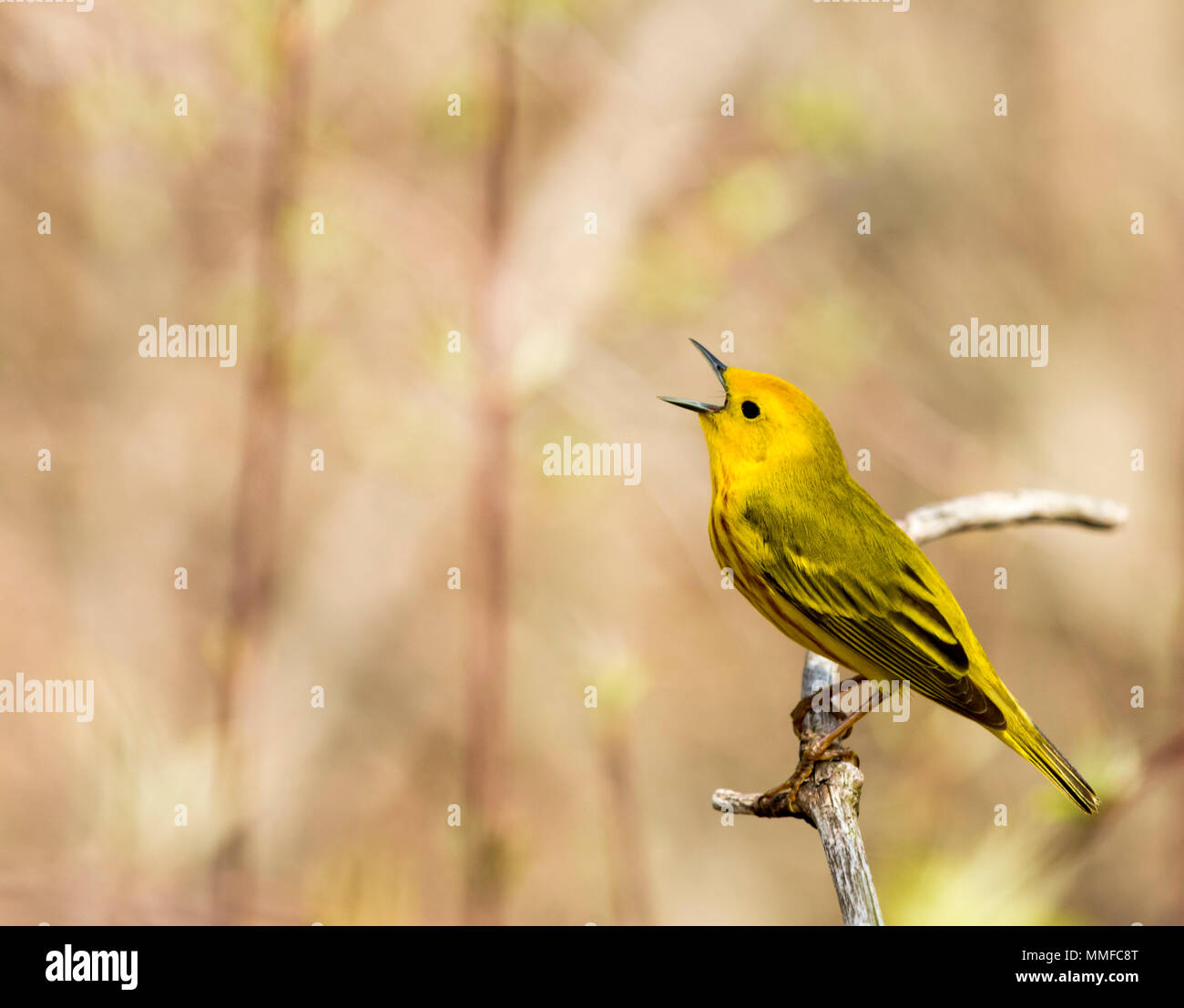 Un Americano giallo trillo uccello cantare la sua canzone. Visto presso il Magee Marsh in Northwest Ohio durante la primavera. Foto Stock