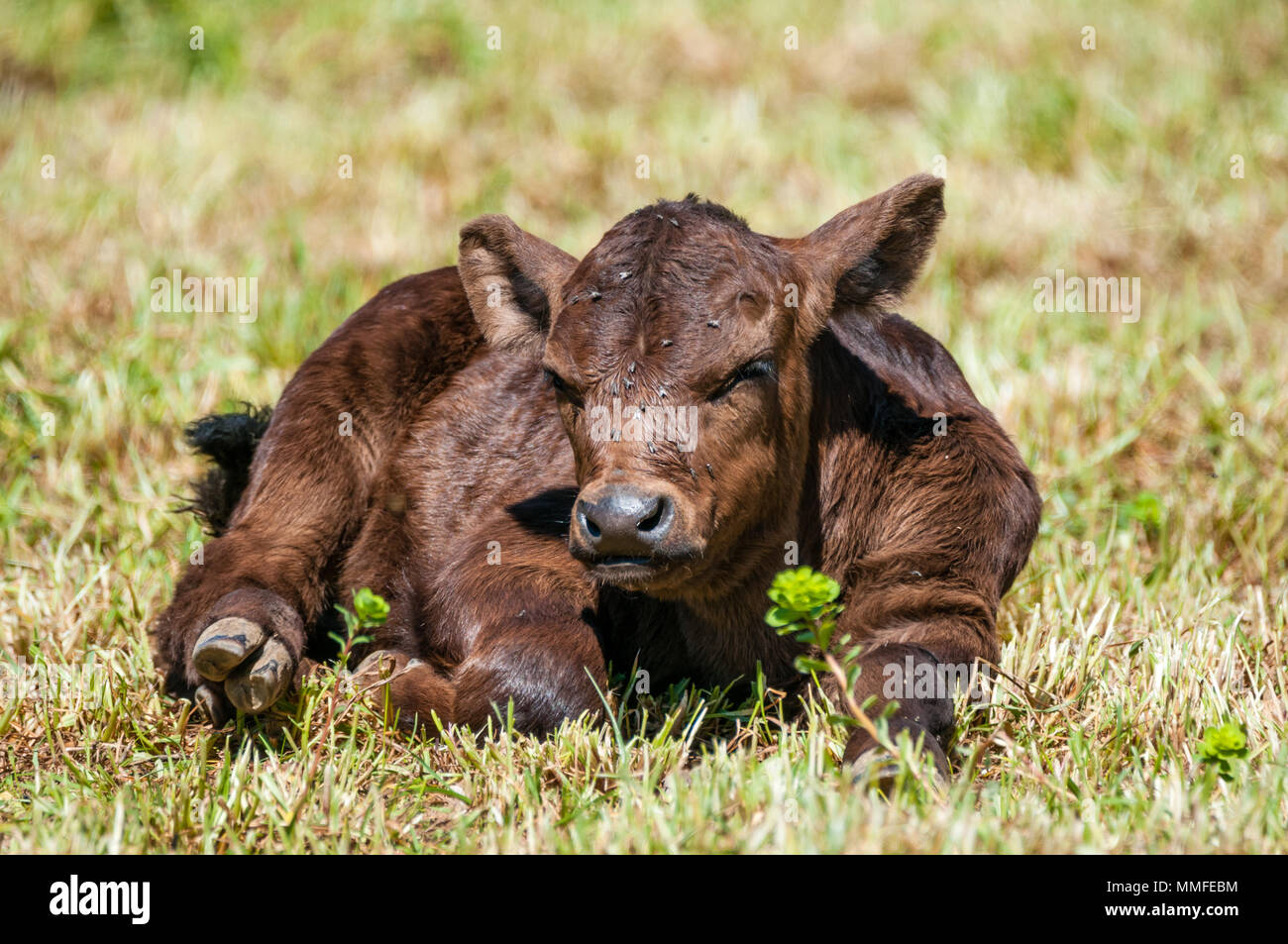 Vitello marrone in appoggio su un campo, mucca, Bos taurus, Catalogna, Spagna Foto Stock