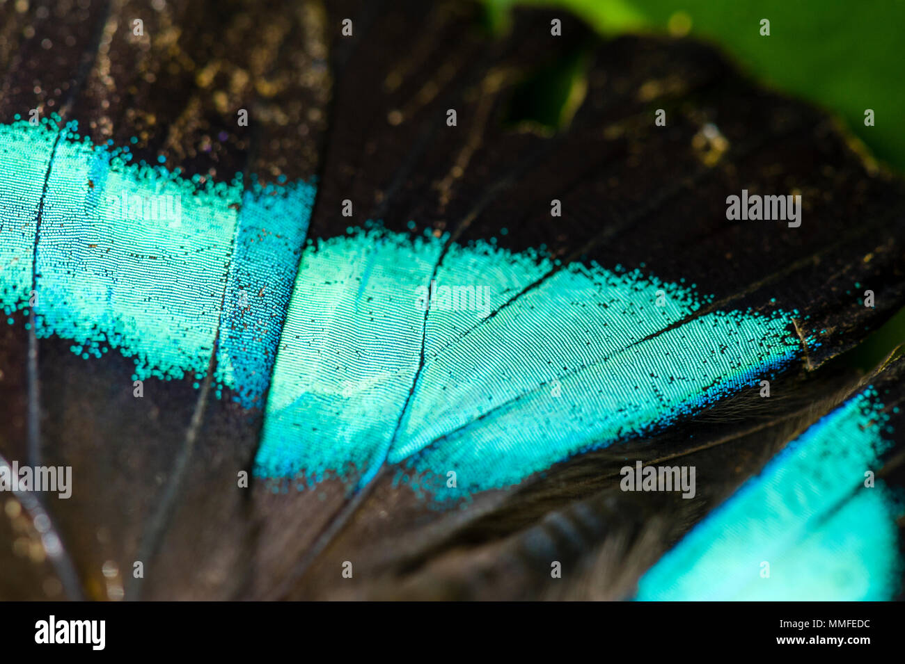 L'iridato neon blue wing scale di un blu Morpho Butterfly. Foto Stock