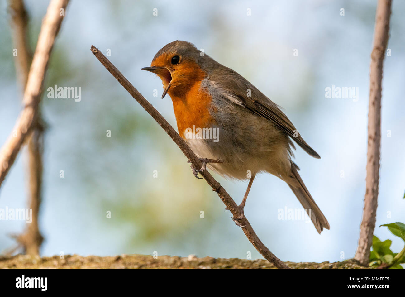 Unione robin, Erithacus rubecula, sul ramo di un albero, la bocca aperta, la Catalogna, Spagna Foto Stock