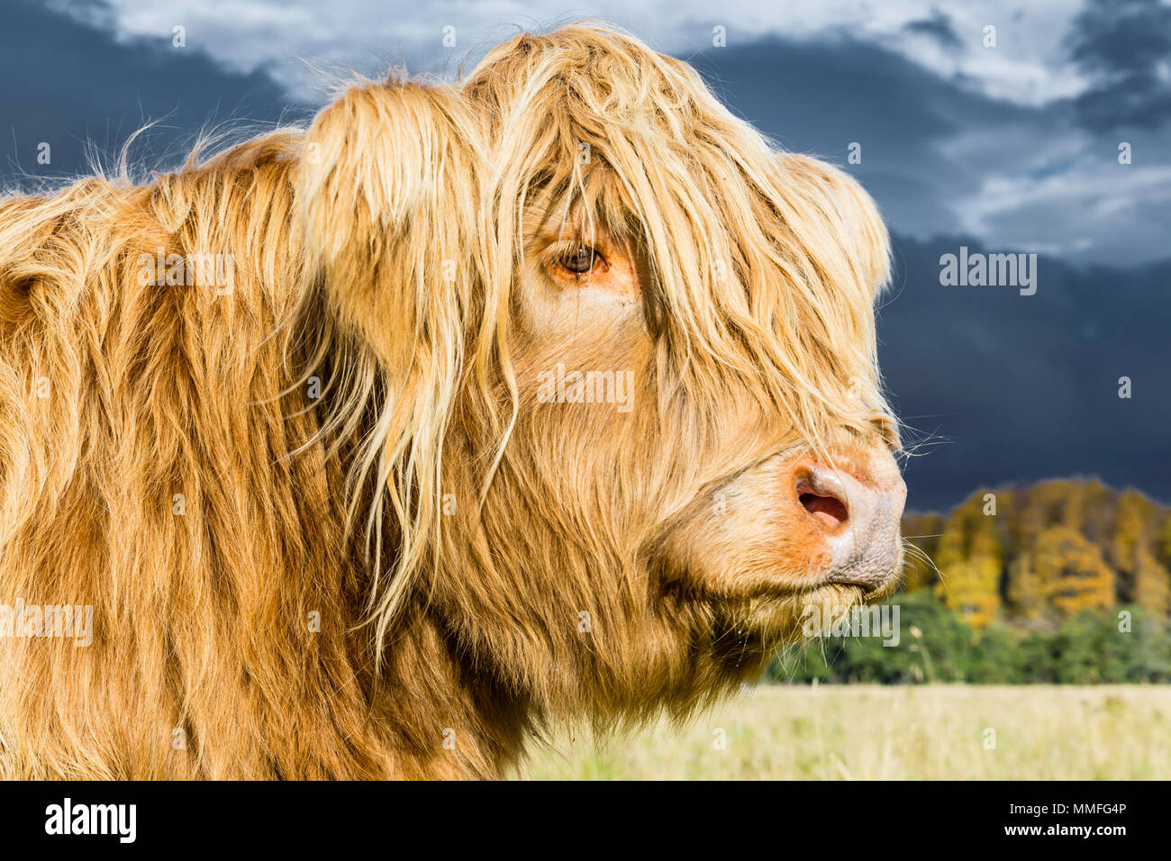 Il Highland mucca o coo come è noto è una grande pelosi e un po' graziosi animali. Molto docile su un warmish giorno! Foto Stock