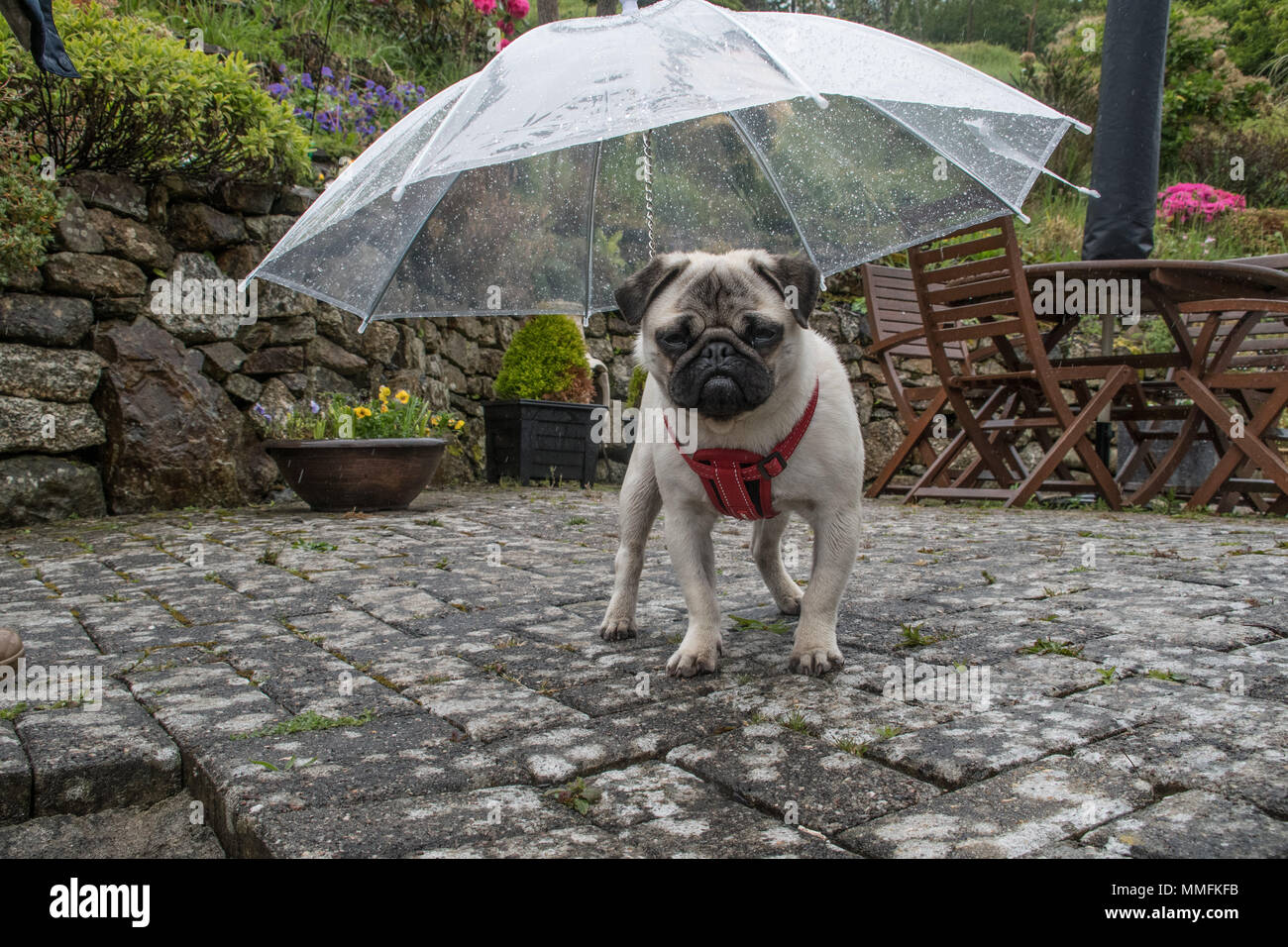 Mousehole, Cornwall, Regno Unito. 11 maggio 2018. Regno Unito Meteo. Titan Il pug di provare il suo nuovo doggy ombrello sotto la pioggia questo pomeriggio. Credito: Simon Maycock/Alamy Live News Foto Stock