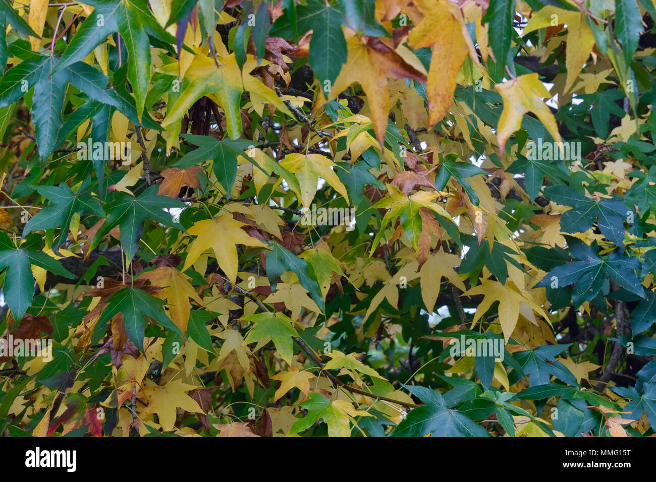 Ambra liquida le foglie in autunno/caduta. Foto Stock