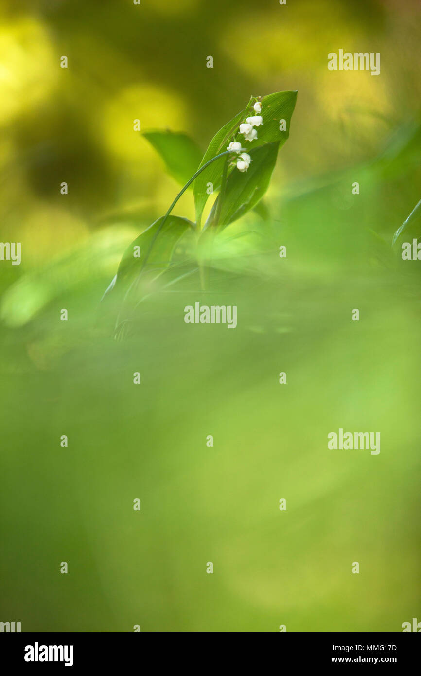 Il giglio della valle Foto Stock