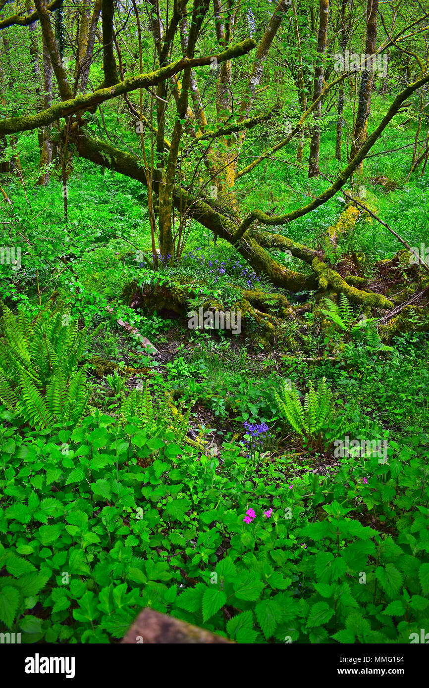 Lussureggianti piante verdi e graziosi fiori selvatici dot bosco piano in questa bella scena ripresa nei boschi in Llandeilo, West Wales Foto Stock