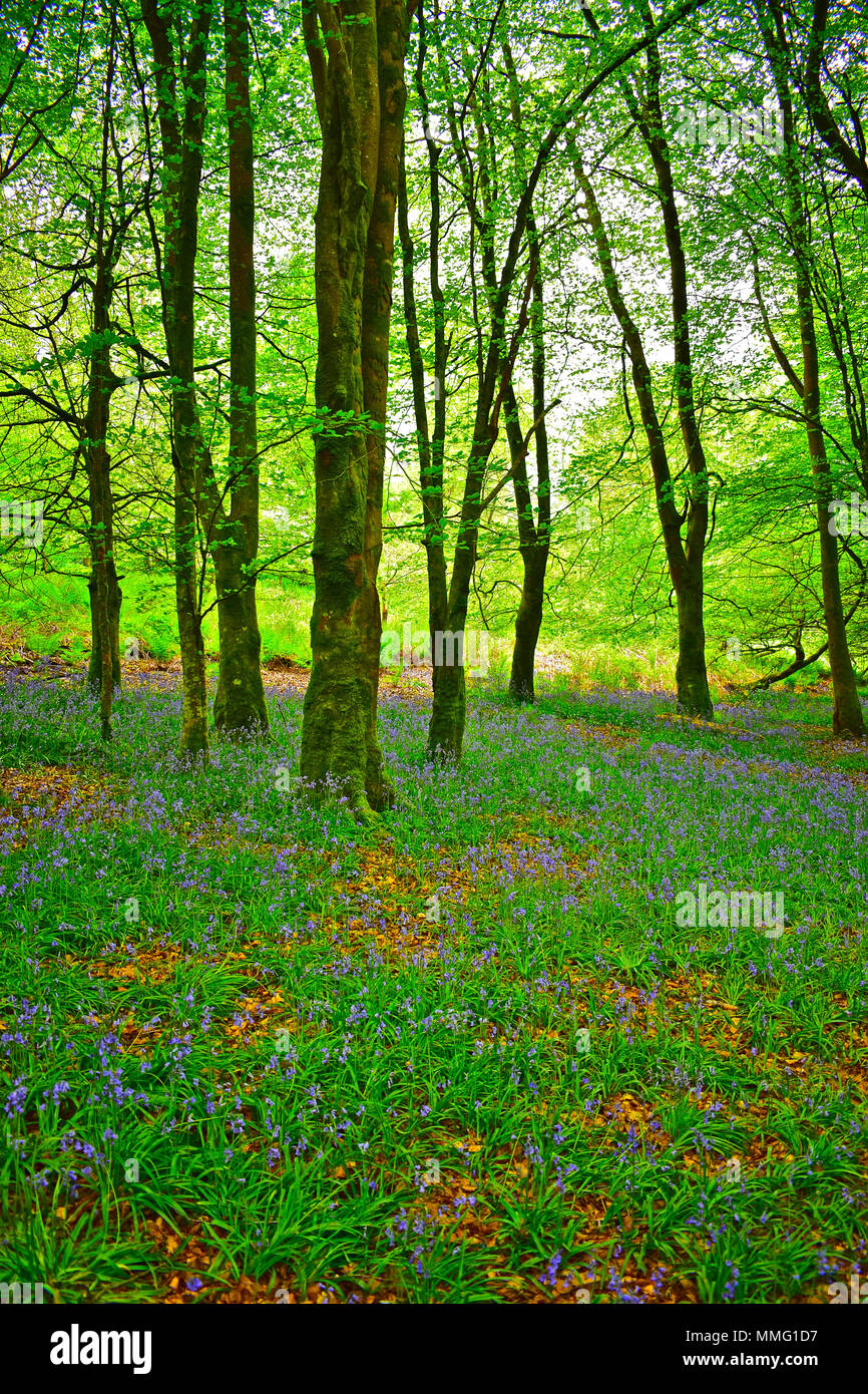 Un fresco bosco verde fornisce l'ambiente perfetto per fiori selvatici come bluebells lichene e copertura di ceppi di alberi. Foto Stock