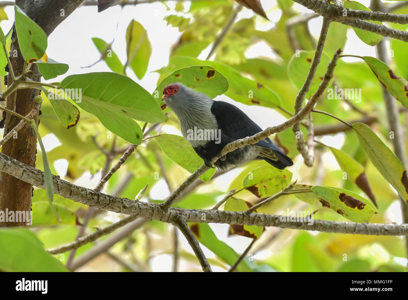 Seychelles Piccione blu su Denis Island Foto Stock