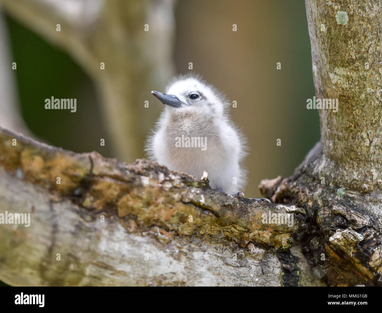 Bianco comune Tern nesting pulcino su un ramo su Denis Island Foto Stock