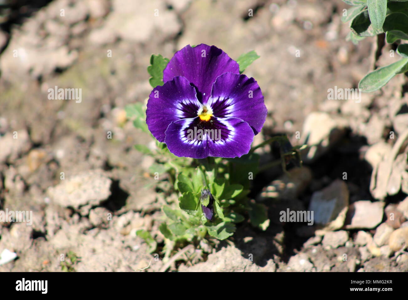Viola tricolore o Heartsease o i cuori delight o Tickle-my-di fantasia o di amore in ozio viola, bianco, giallo fiore su suolo asciutto su sfondo caldo su Foto Stock