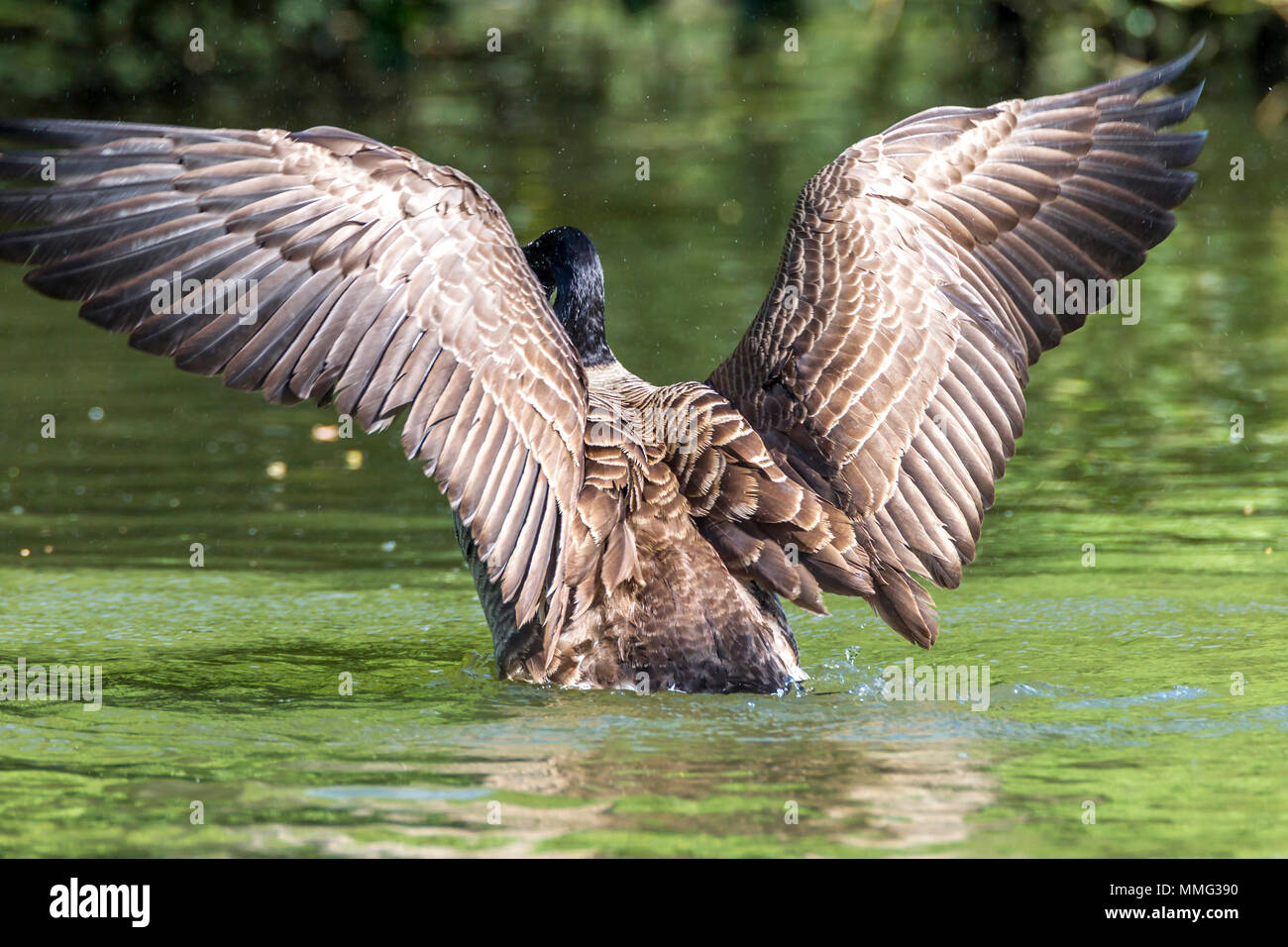 Graylag oca. Anser anser (Anatidi) sbattimenti è ali in Abington Park Lake, Northampton Foto Stock