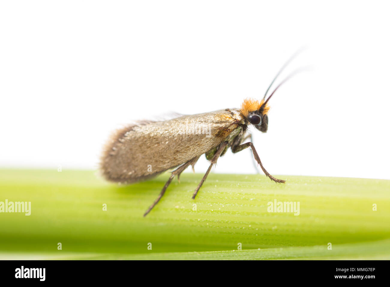 Un Micropterix calthella moth fotografato in Nord Dorset England Regno Unito. Queste minuscole falene sono circa 5mm di lunghezza e si nutrono di erba pollini. Studio Immagine. Foto Stock