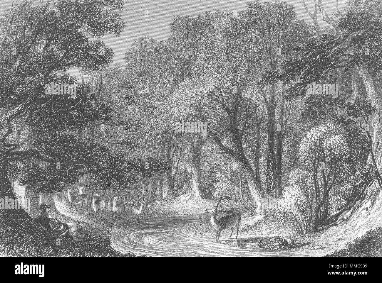 WARCS. Forest of Arden. Sargent Deer 1846 antica vintage delle immagini di stampa Foto Stock