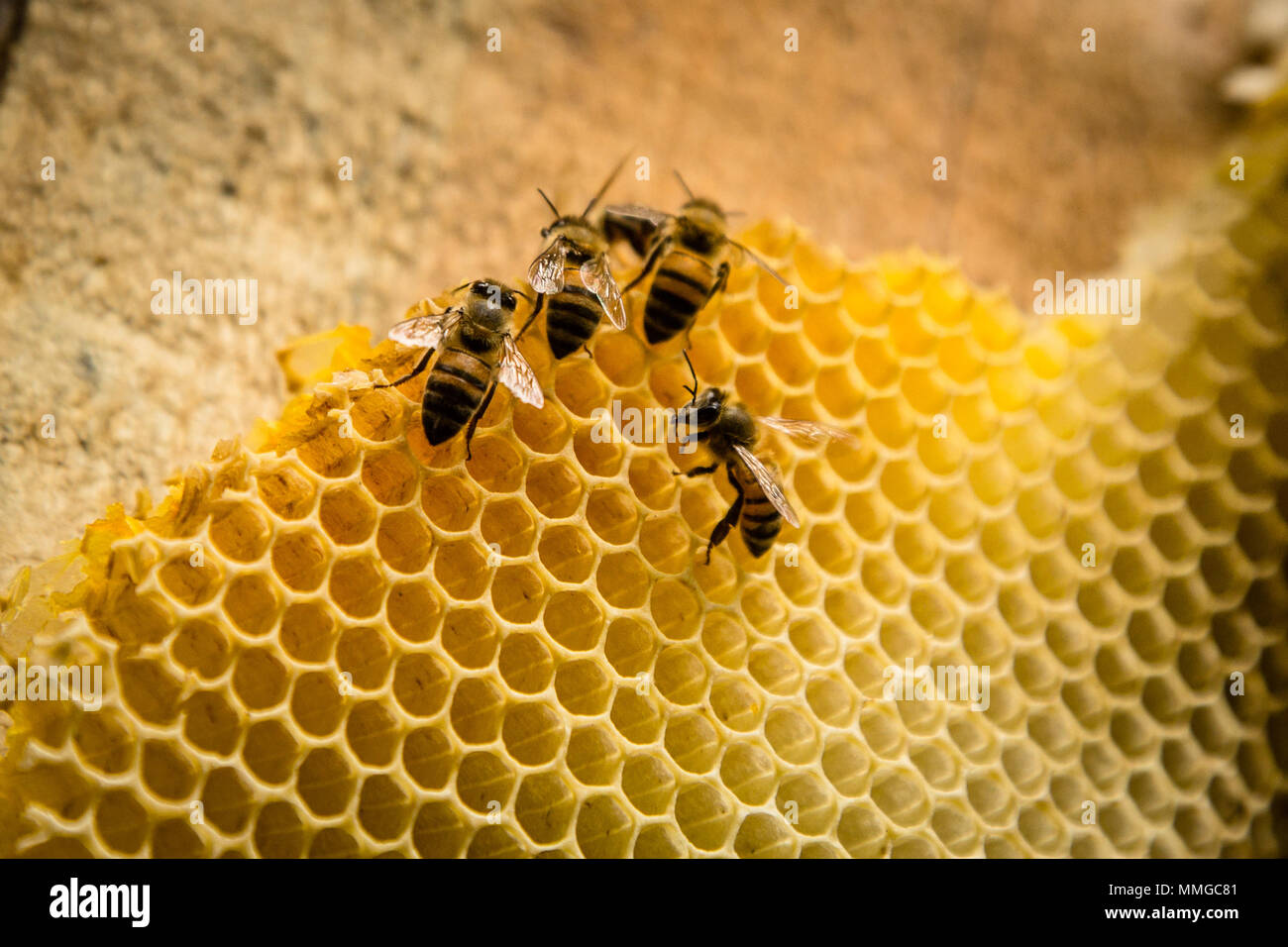 Primo piano della api lavorare in favo sulla parete in legno. Foto Stock