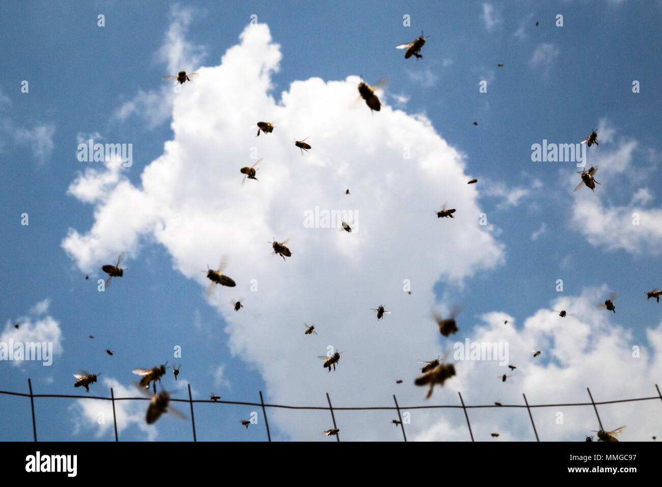 Silhouette di volare contro un cielo blu e nuvole vicino al loro alveare Foto Stock