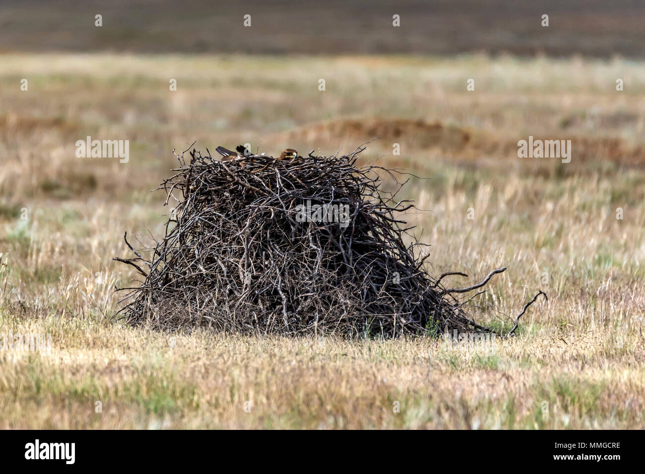 Steppa eagle siede nel nido di massa di ioni Foto Stock