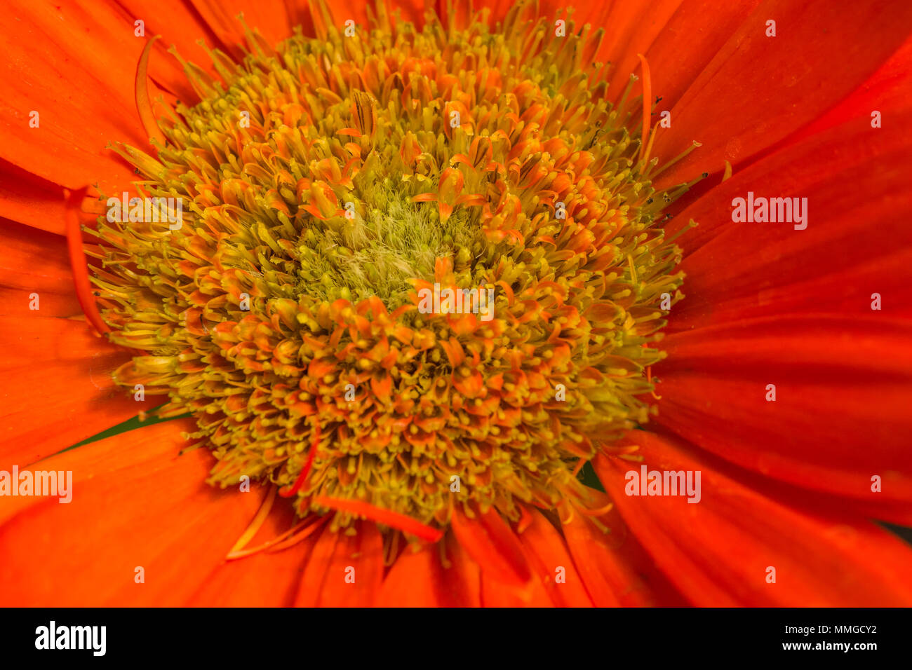 Vista ravvicinata di giardino comune fiore mostra vivaci e brillanti colori e parti di fiore Foto Stock