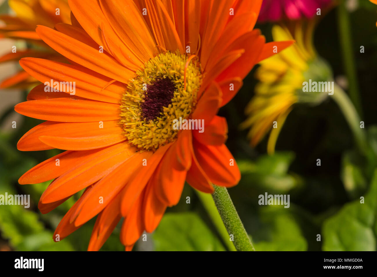 Vista ravvicinata di giardino comune fiore mostra vivaci e brillanti colori e parti di fiore Foto Stock