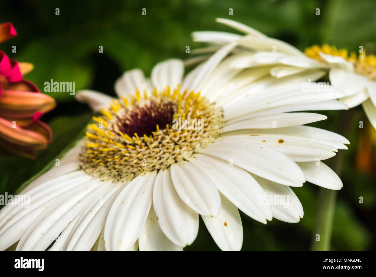 Vista ravvicinata di giardino comune fiore mostra vivaci e brillanti colori e parti di fiore Foto Stock