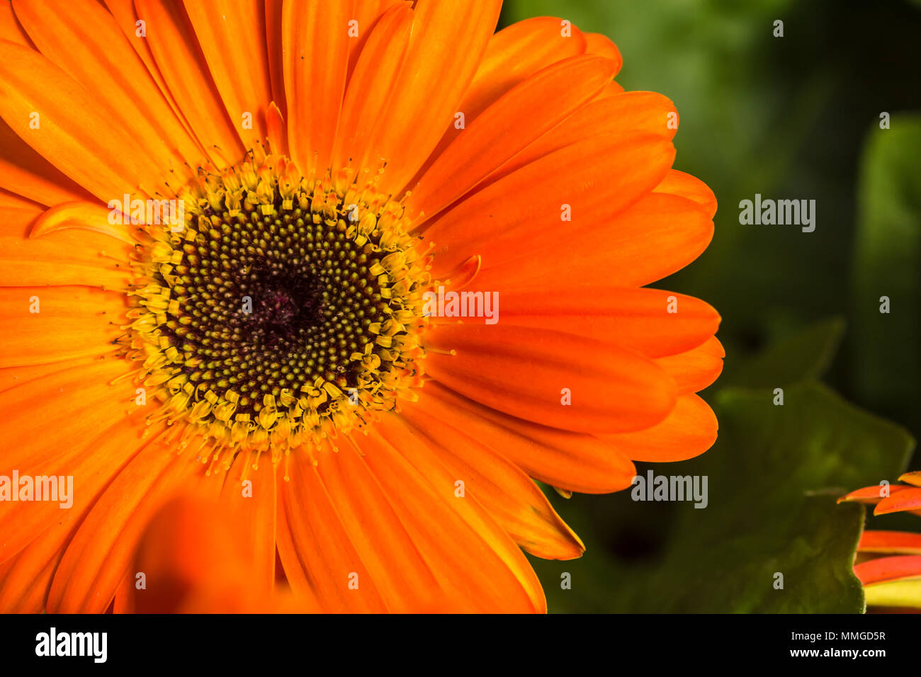 Vista ravvicinata di giardino comune fiore mostra vivaci e brillanti colori e parti di fiore Foto Stock