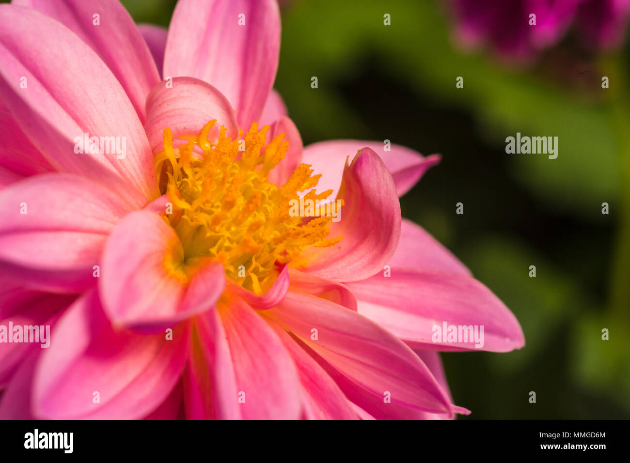 Vista ravvicinata di comune Fiore Dahlia mostrando brillanti e colori vividi e piante di fiori Foto Stock