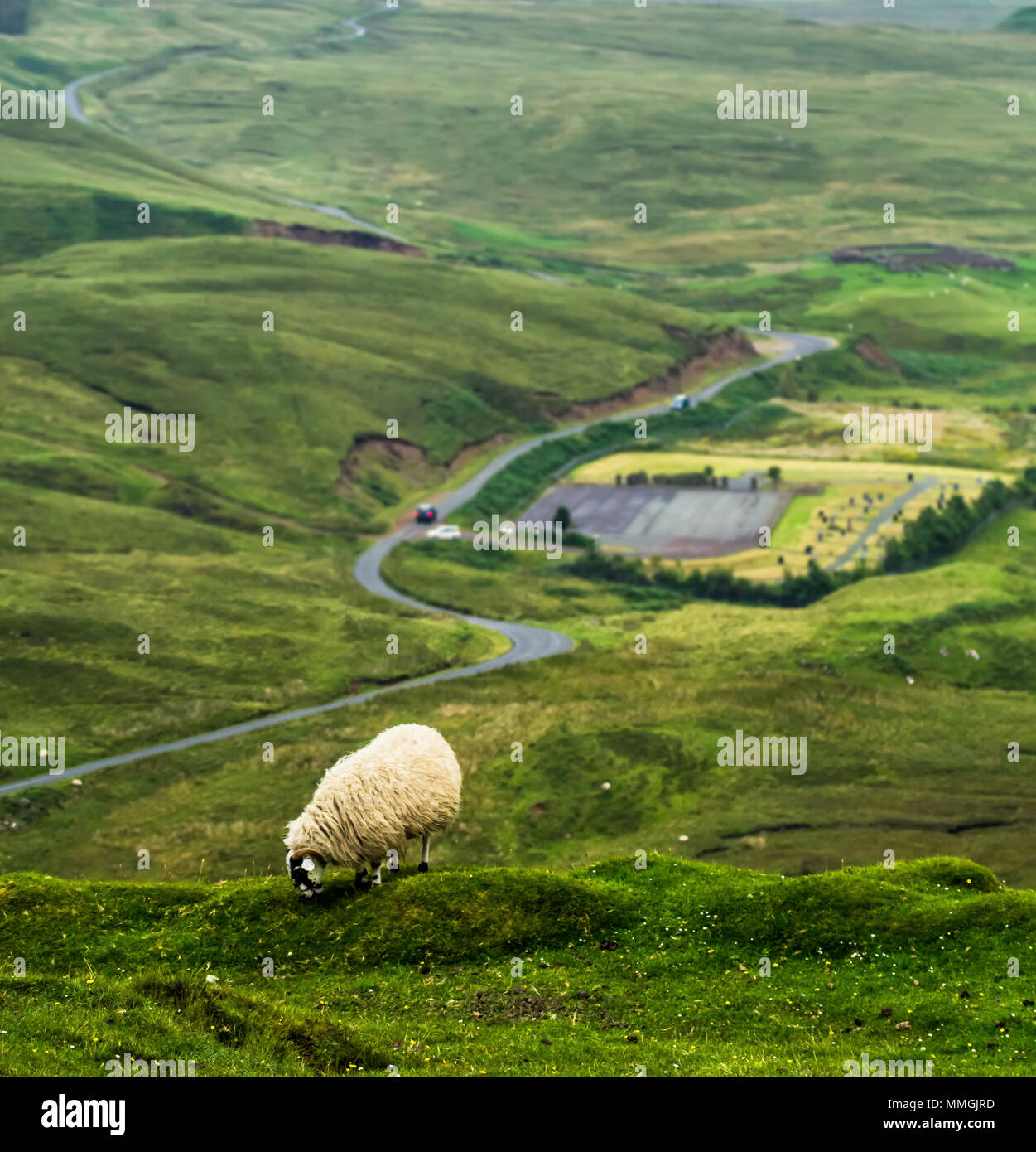 Pecore al pascolo Foto Stock