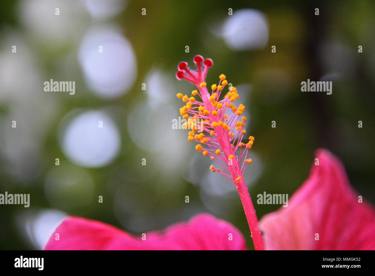 Stame e antera dei cinesi Hibiscus (Hibiscus Rosa-Sinensis) Foto Stock