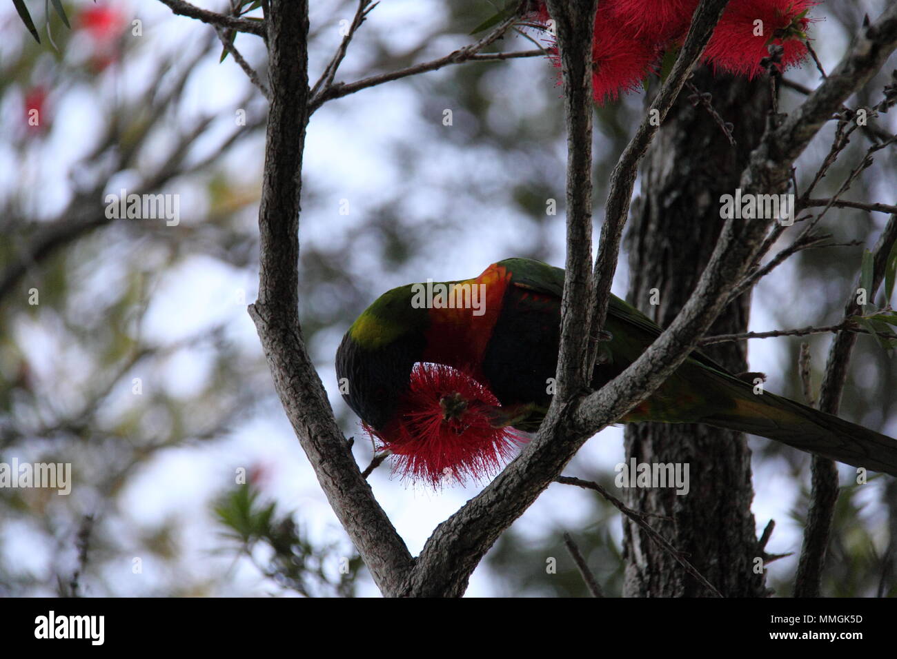 Rainbow Lorikeet (Trichoglossus Moluccanus) alimentare il Pettirosso Bush graticcio (Melaleuca Lateritia) Foto Stock