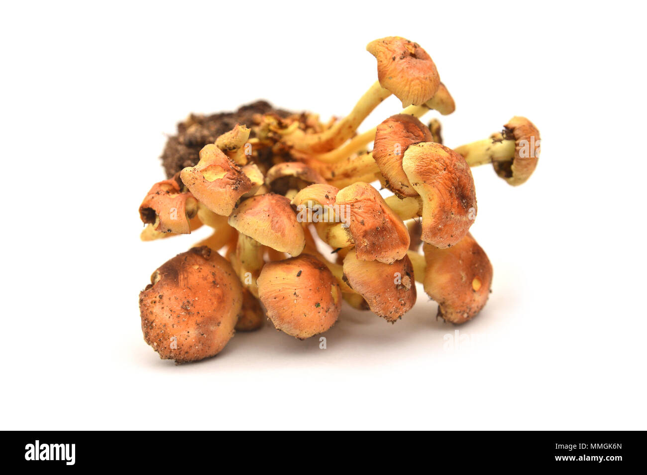 Hypholoma fasciculare funghi, noto come il ciuffo di zolfo o woodlover cluster Foto Stock