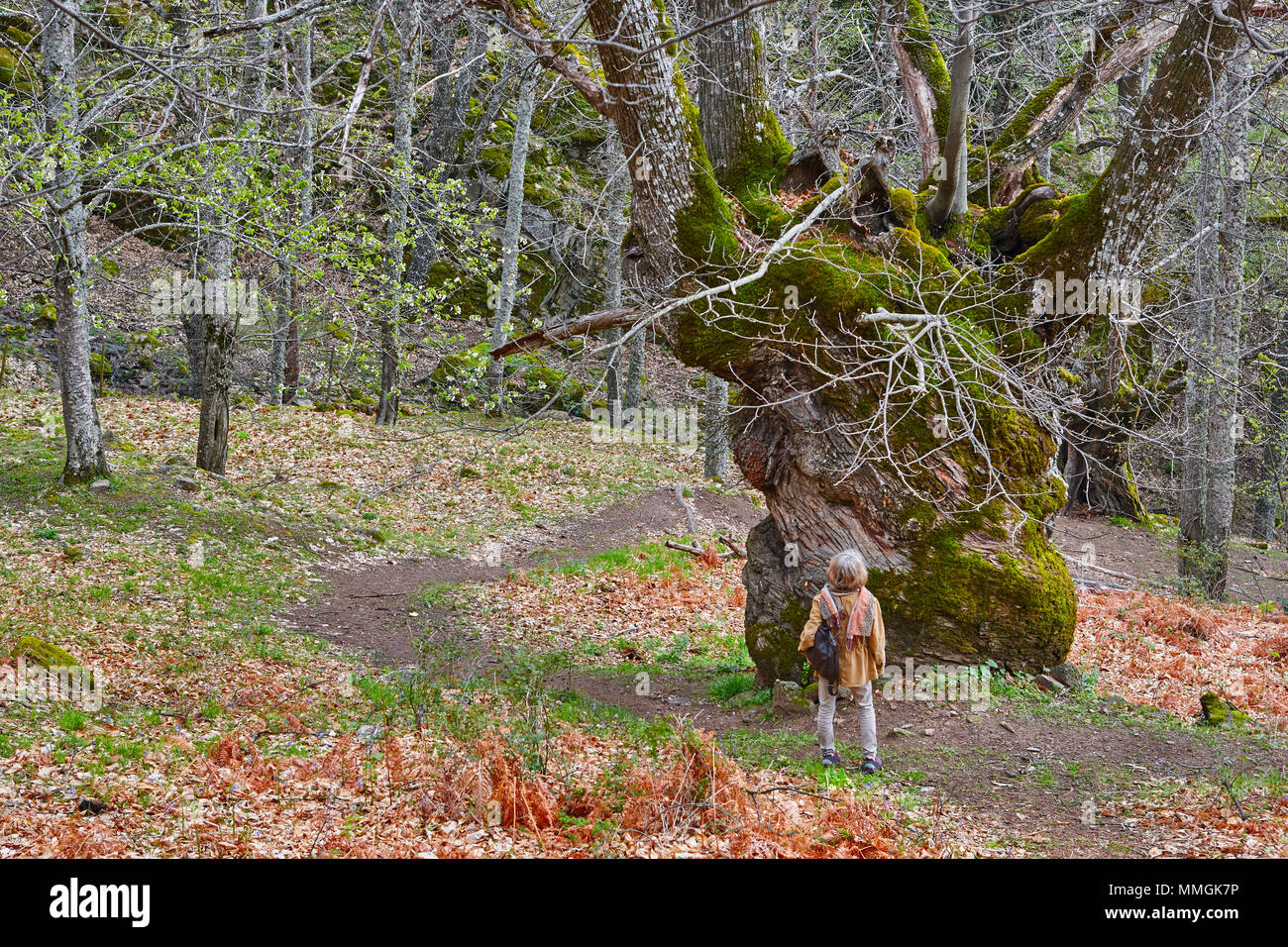 Vecchi di secoli castagno sul Ambroz valley. Natura straordinaria. Spagna Foto Stock