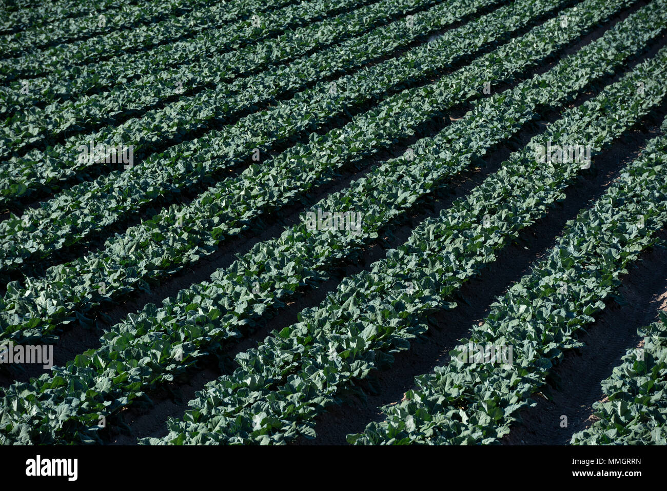 Gli spinaci crescente campi, campi agricoli, Calasparra,Murcia,Spagna Foto Stock