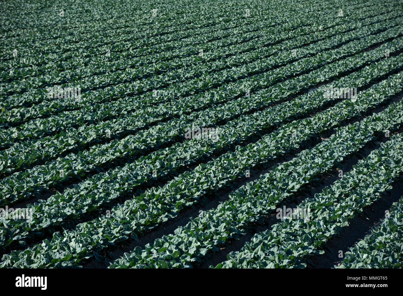 Gli spinaci crescente campi, campi agricoli, Calasparra,Murcia,Spagna Foto Stock