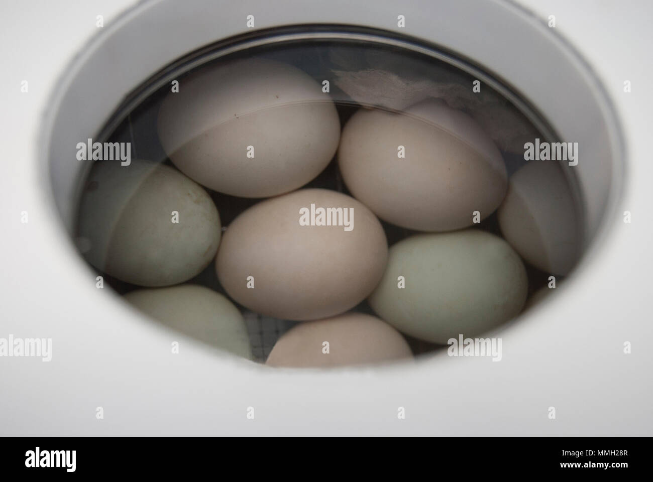 Uova di volatili nella finestra dell'incubatore. Foto Stock