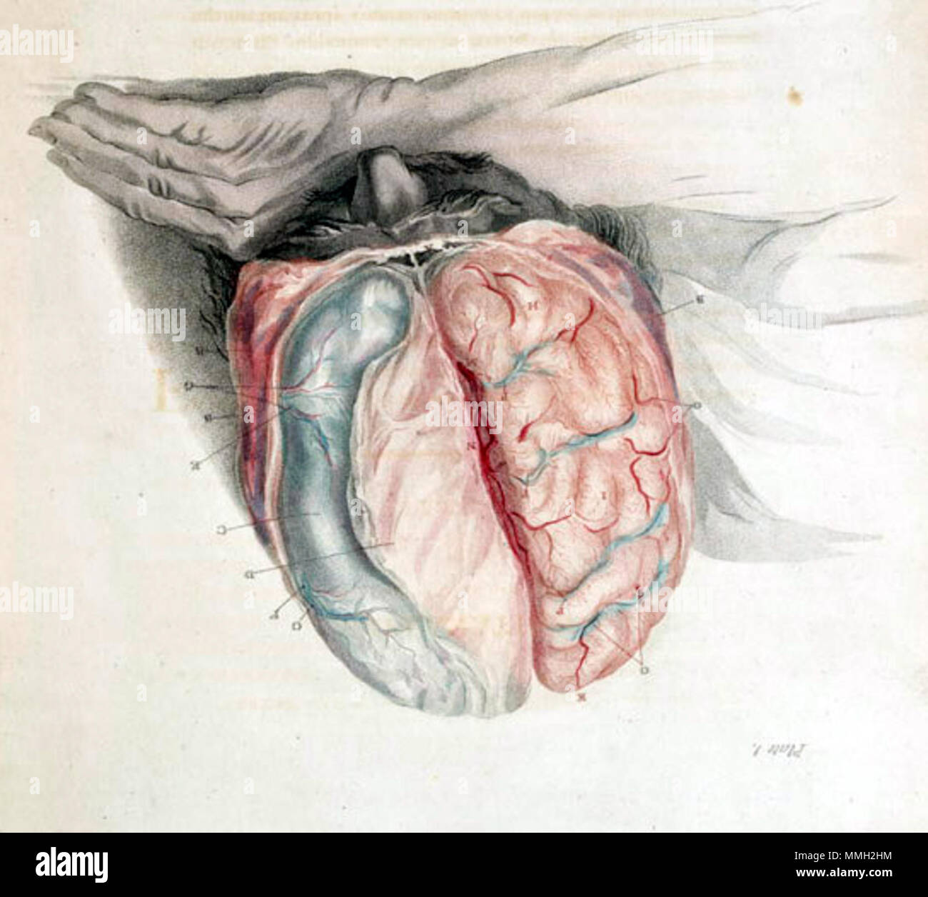 . Charles Campana (1774-1842): l'anatomia del cervello, ha spiegato in una serie di incisioni. Londra: T.N. Longman e O. Rees (ecc.), 1802. . Gennaio 2008. McLeod 79 Campana taglio del cervello Foto Stock