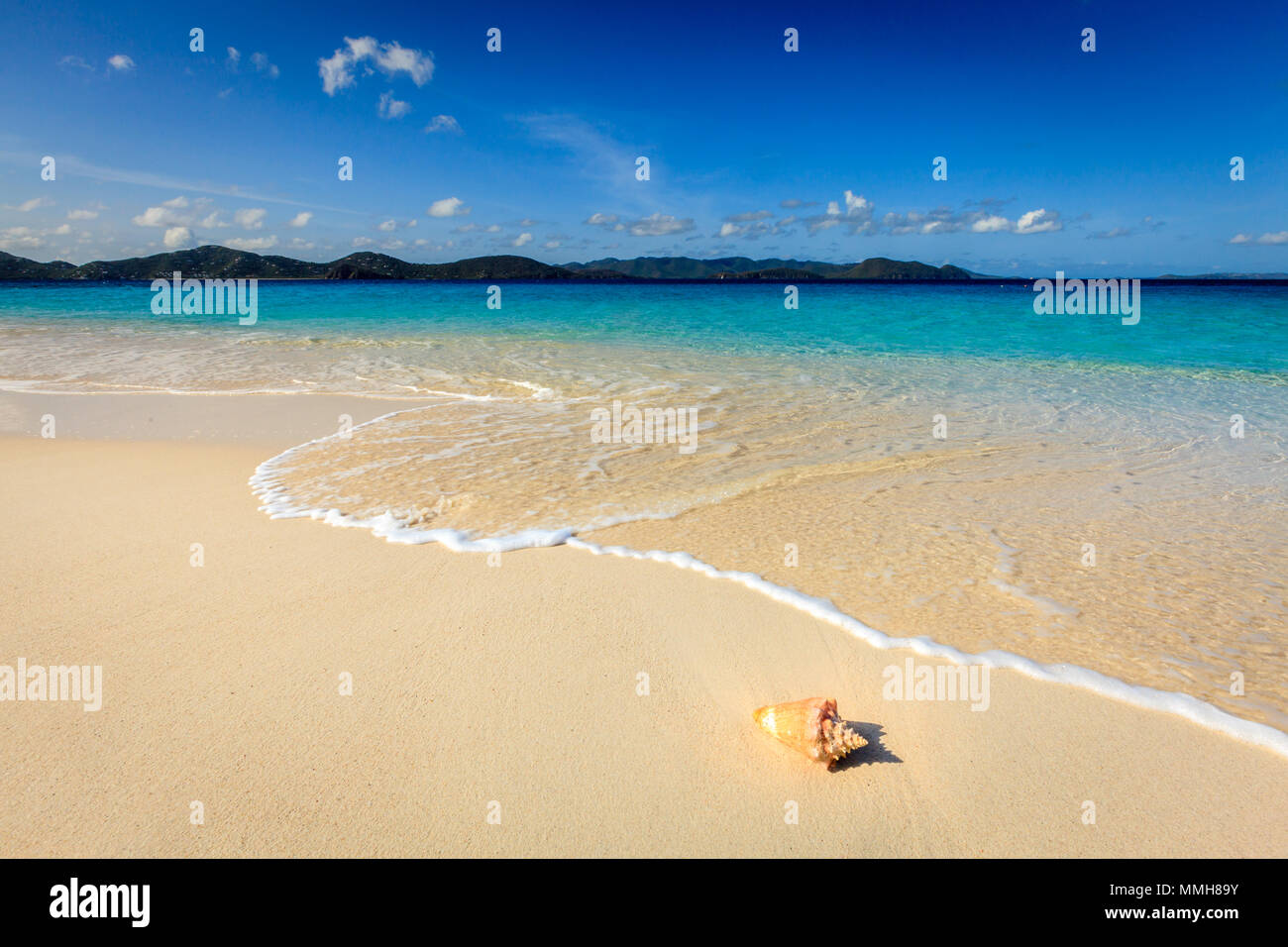 Conch su una bellissima spiaggia su una piccola isola nel BVI Foto Stock