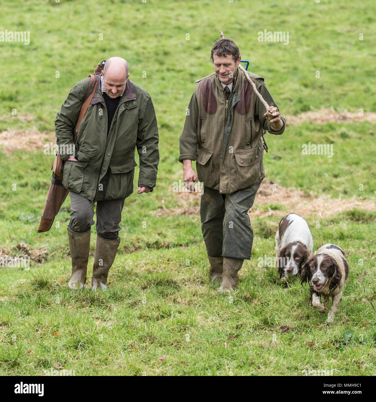 Due cacciatori e i loro cani su un fagiano shoot Foto Stock