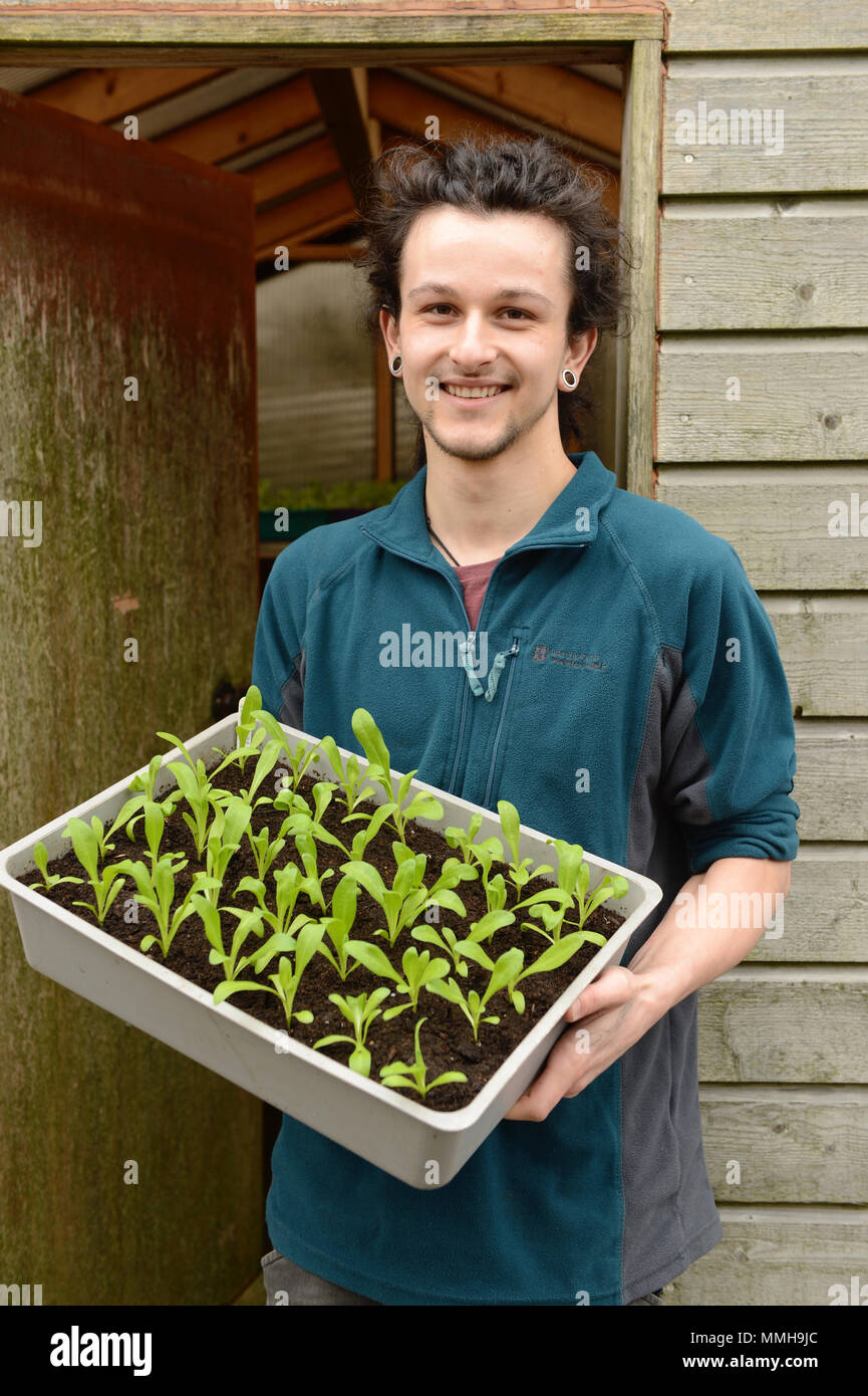 Giovane uomo di piantare le piantine in una serra Foto Stock