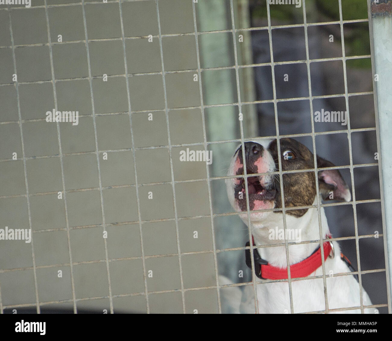 Cani pericolosi in consiglio kennel pound Foto Stock
