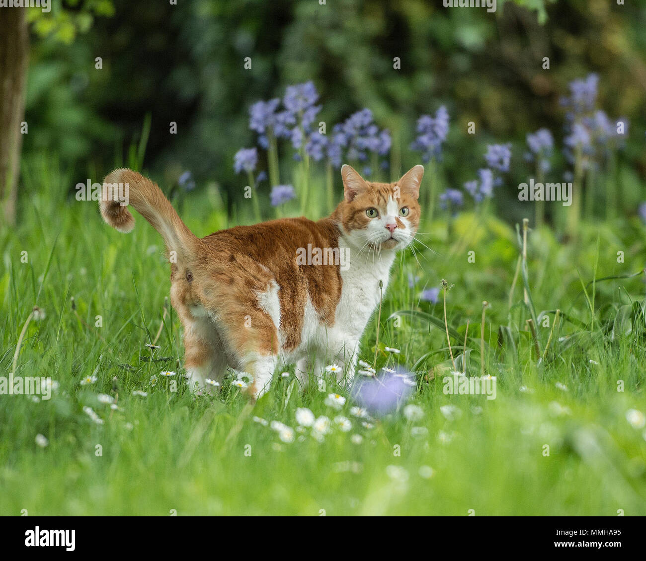 Lo zenzero cat in bluebells Foto Stock