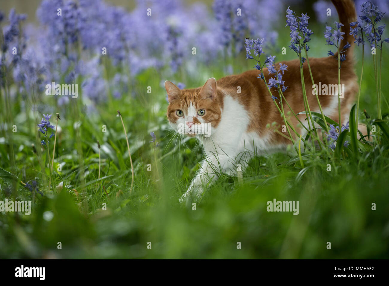 Lo zenzero cat in bluebells Foto Stock