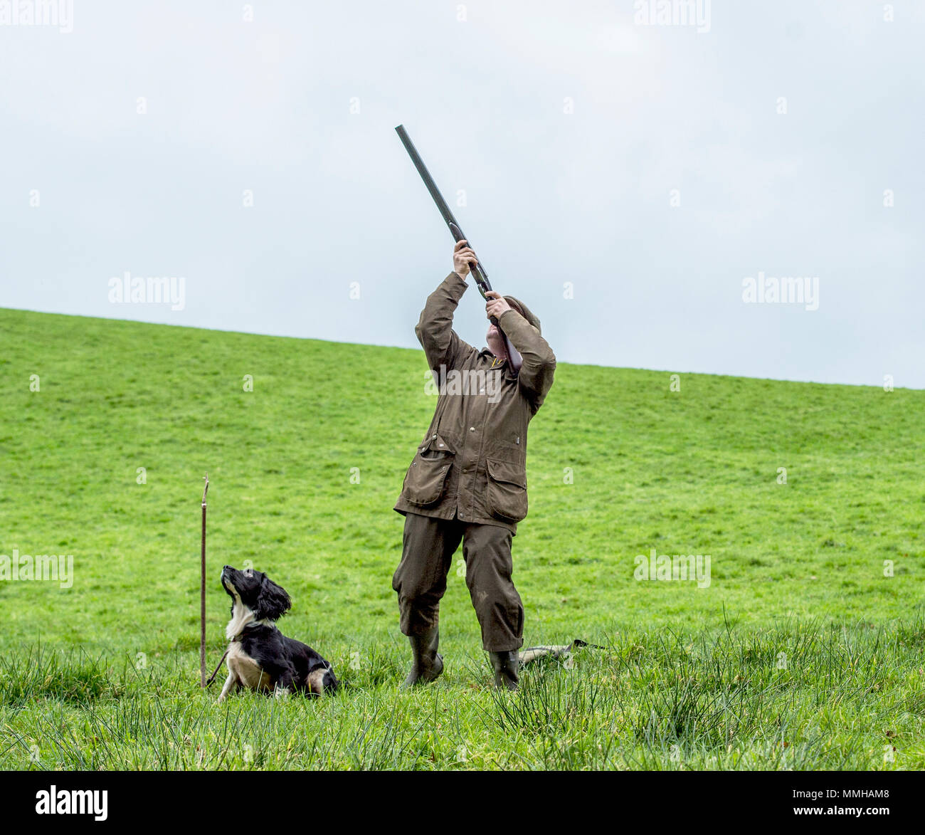 uomo che spara ai fagiani con il suo pistolero spaniel springer Foto Stock