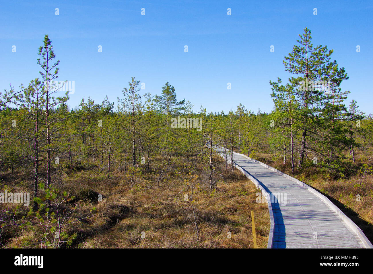 Soomaa National Park aka terra di paludi nel centro di Estonia, selvatici zone umide area che è accessibile solo su passerelle che portano gli escursionisti attraverso le paludi Foto Stock