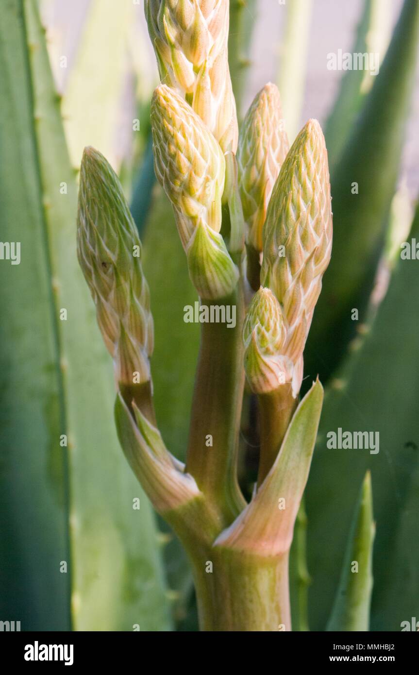 Aloe vera germoglio di fiore per lo studio della natura Foto Stock